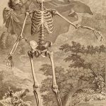anatomy5